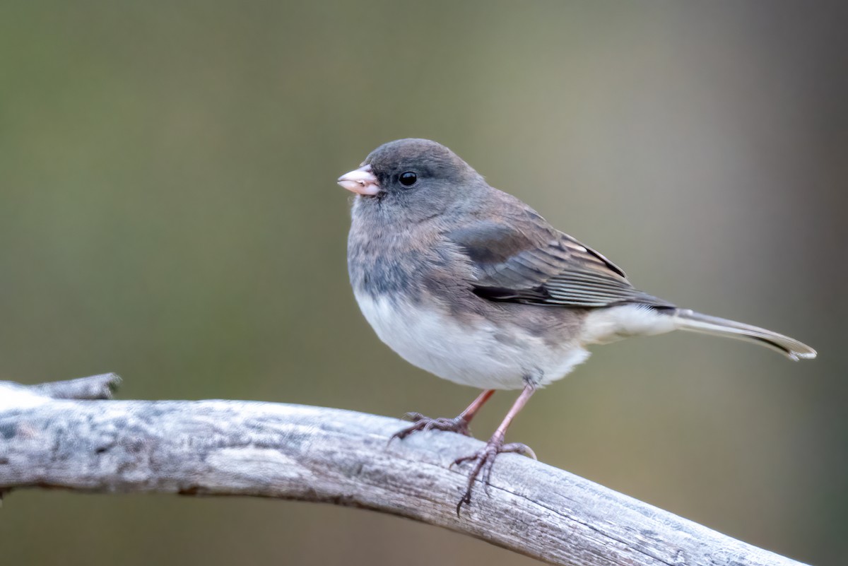 Dark-eyed Junco - ML646474806
