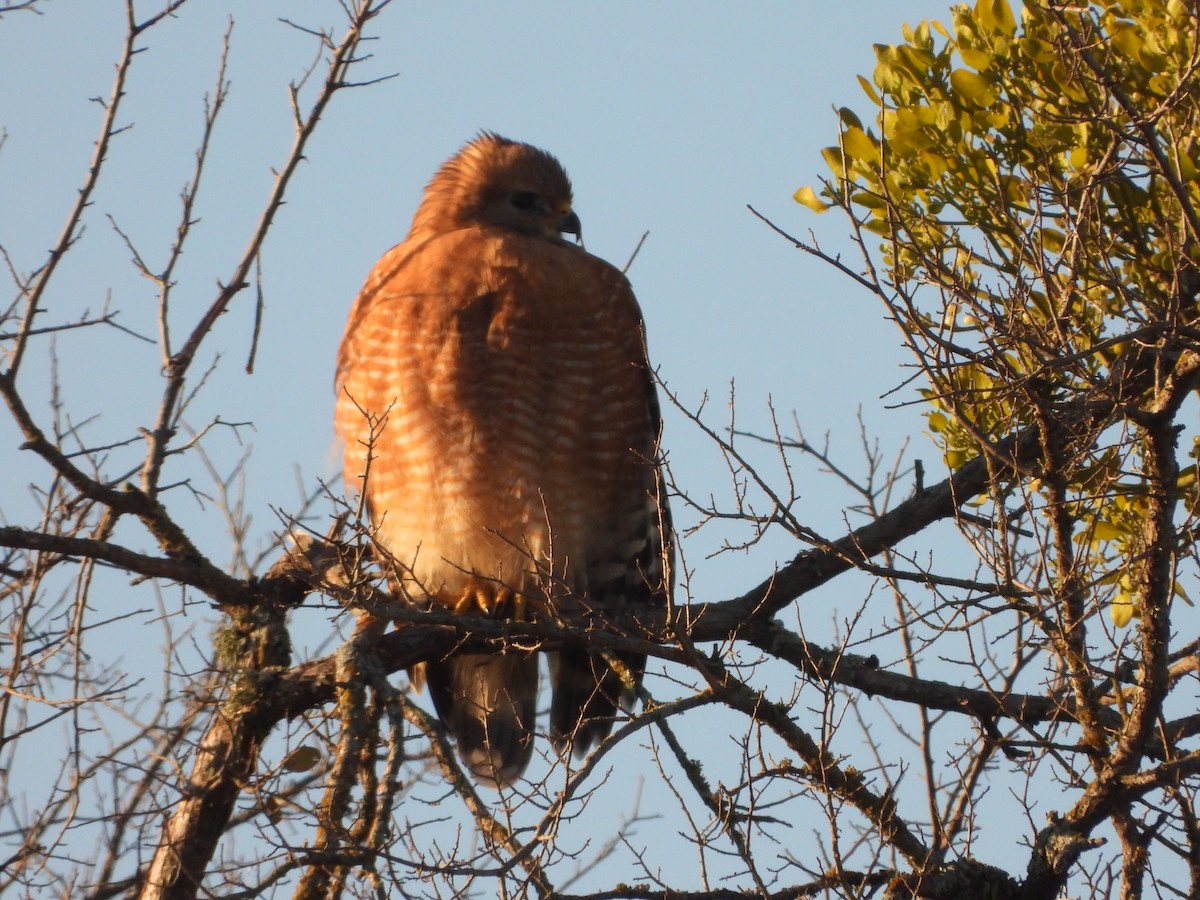 Red-shouldered Hawk - ML646474809