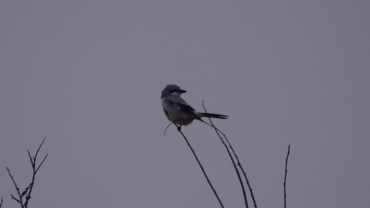 Taigaraubwürger - ML646474810