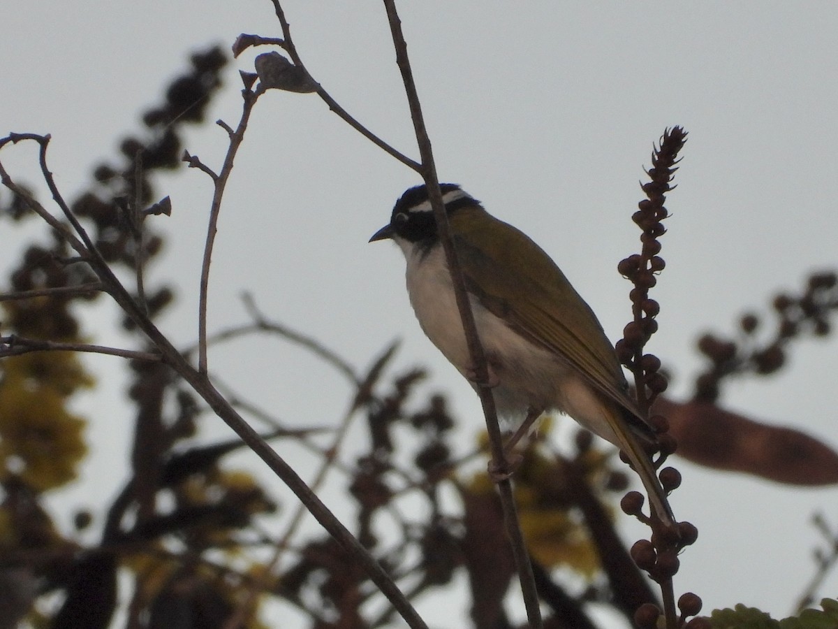 White-throated Honeyeater - ML646474811