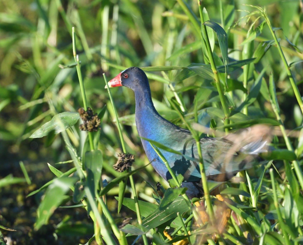 Pollo sultano della Martinica - ML646474813