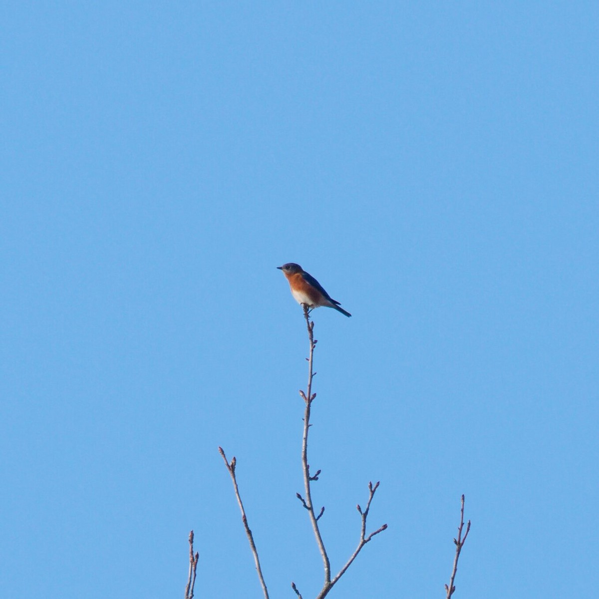 Eastern Bluebird - ML646474815