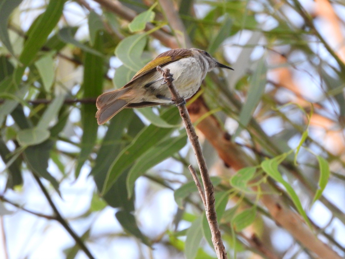 Brown Honeyeater - ML646474816