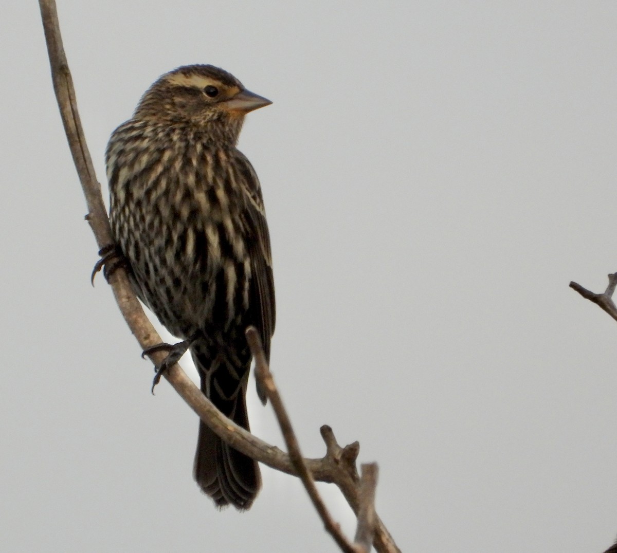 Rotflügelstärling - ML646474819