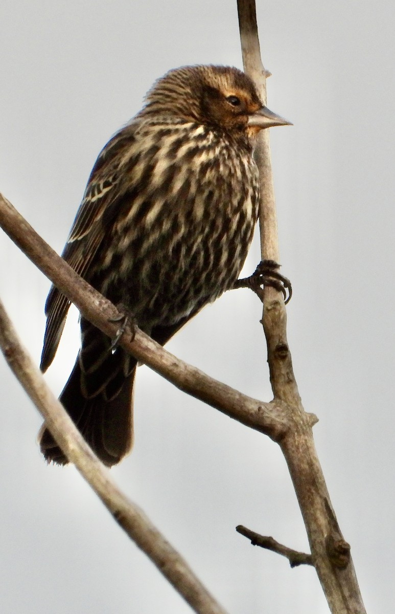 Rotflügelstärling - ML646474820