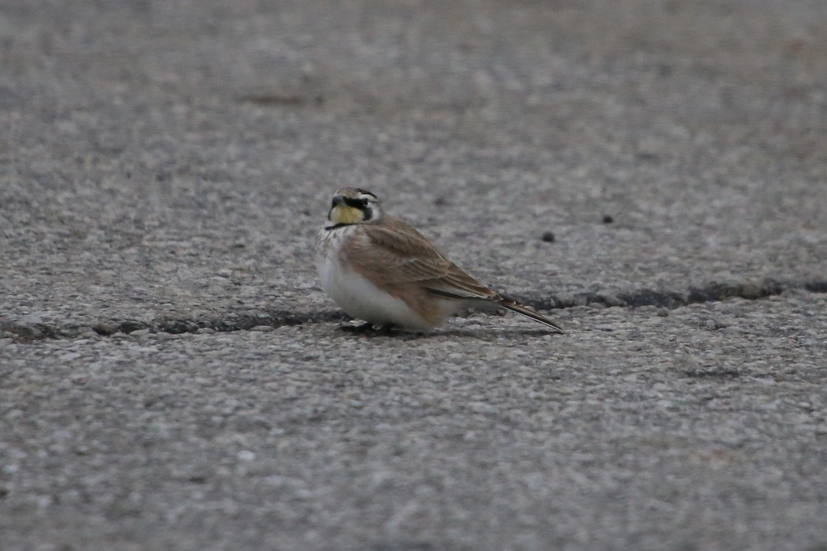 Horned Lark - ML646474821