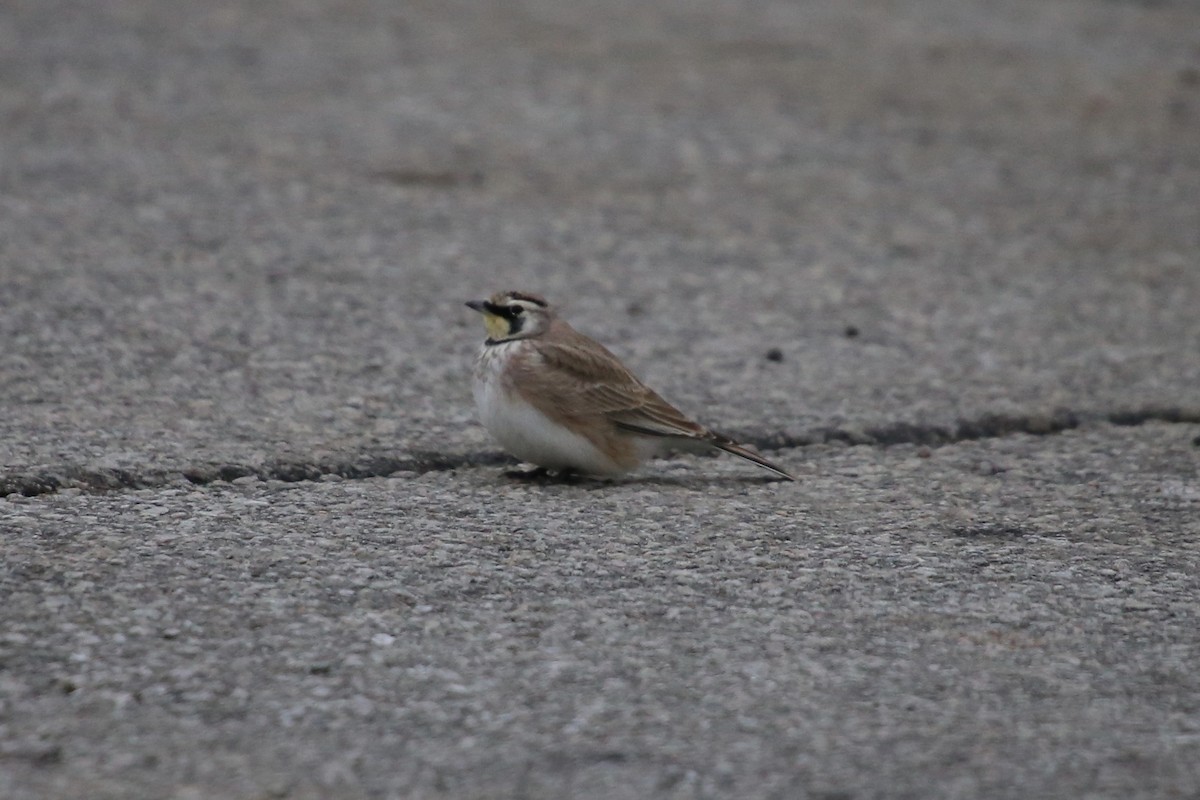 Horned Lark - ML646474822