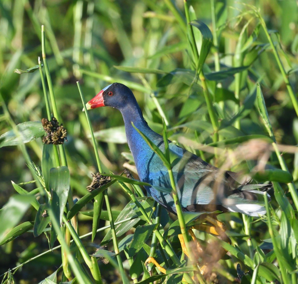 Pollo sultano della Martinica - ML646474823