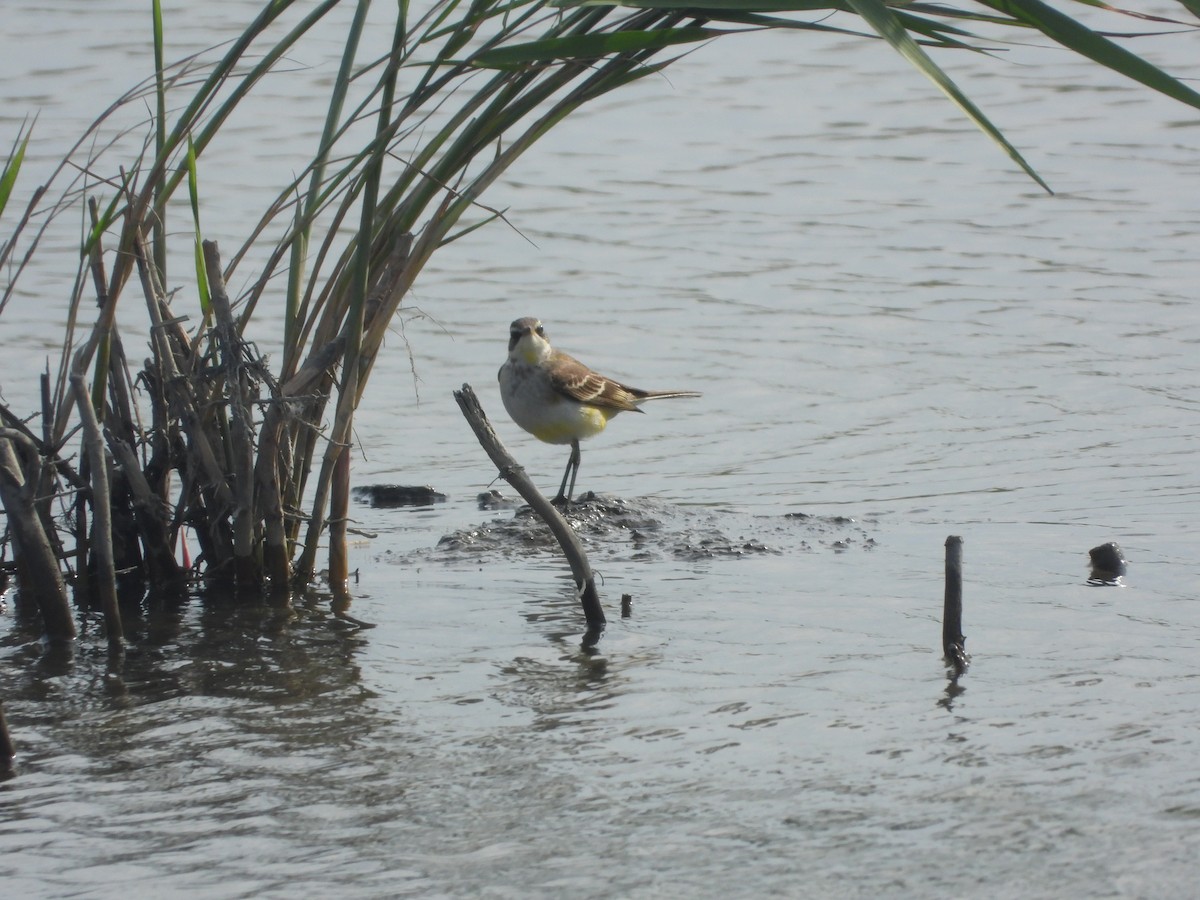 Eastern Yellow Wagtail - ML646474825