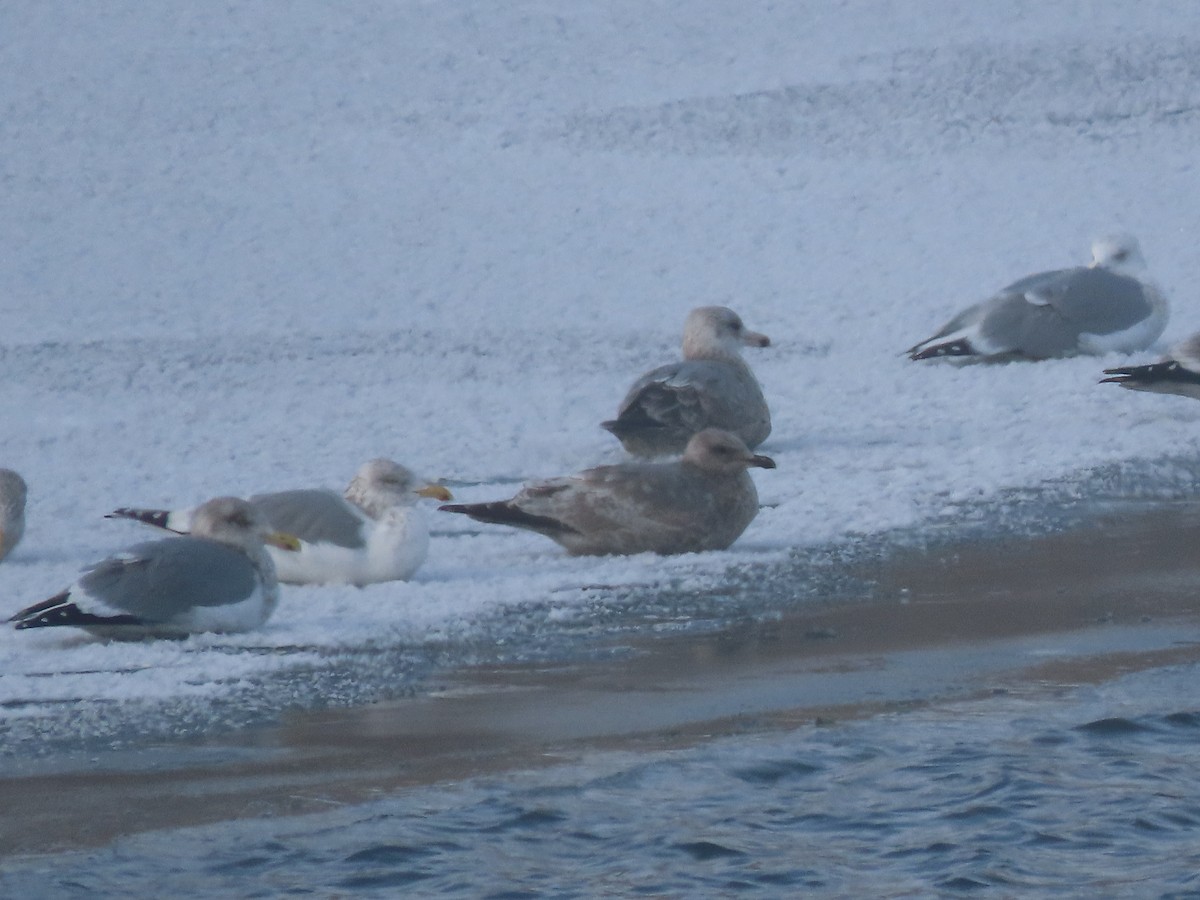 Möwe, unbestimmt - ML646474826