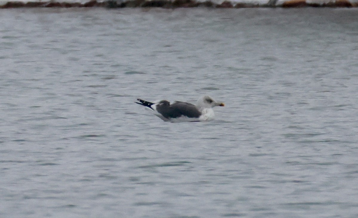 Kaio iluna - ML646474827