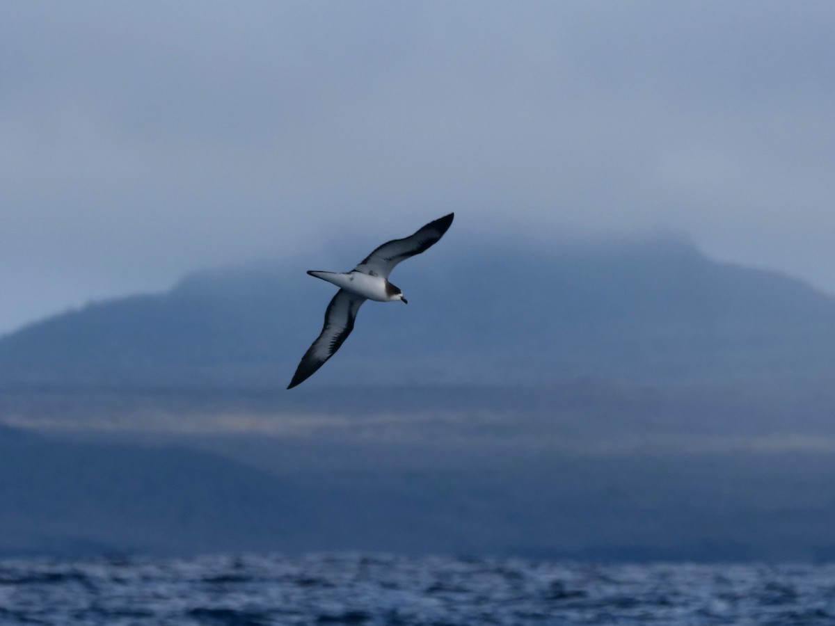 buřňák tmavohřbetý - ML646474828