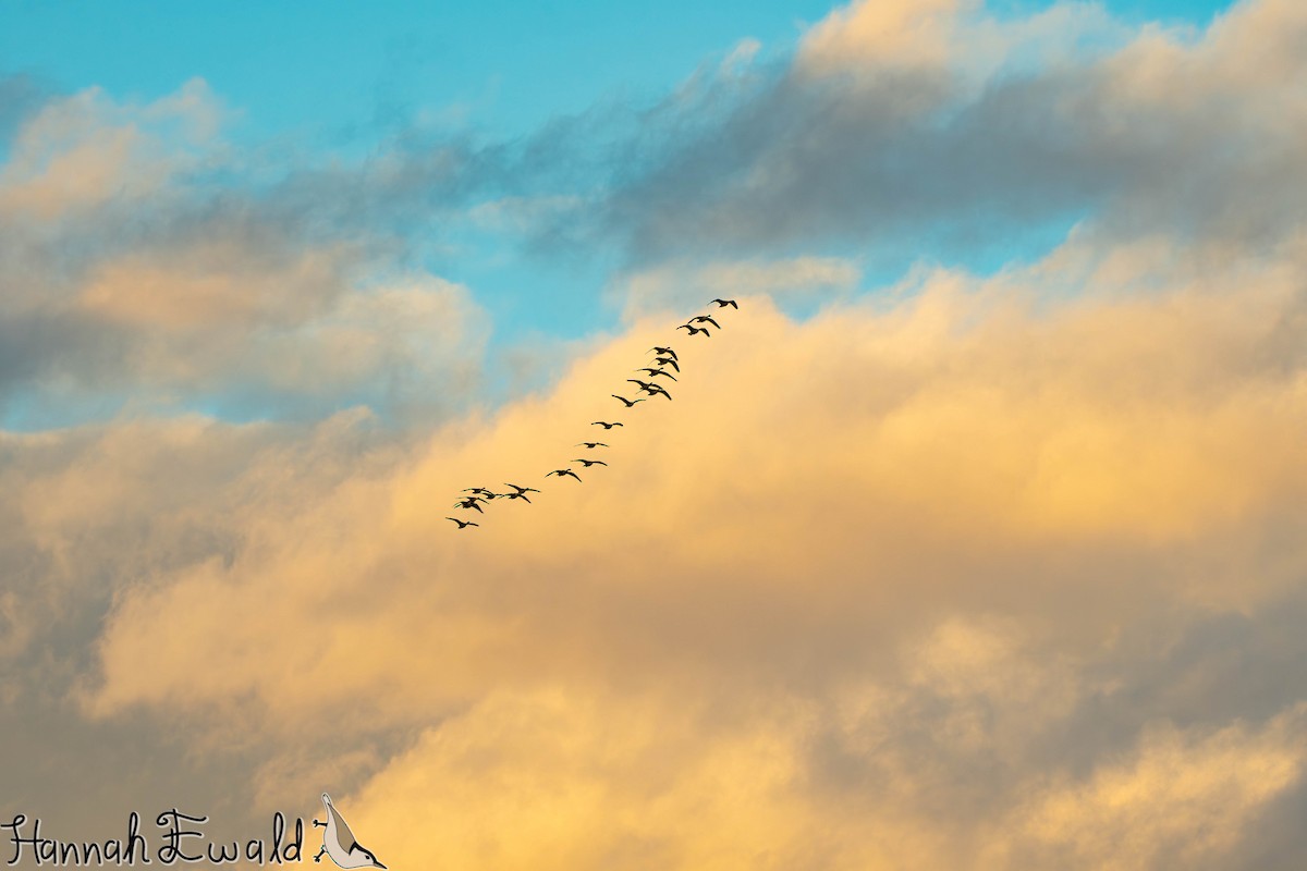 Canada Goose - ML646474829