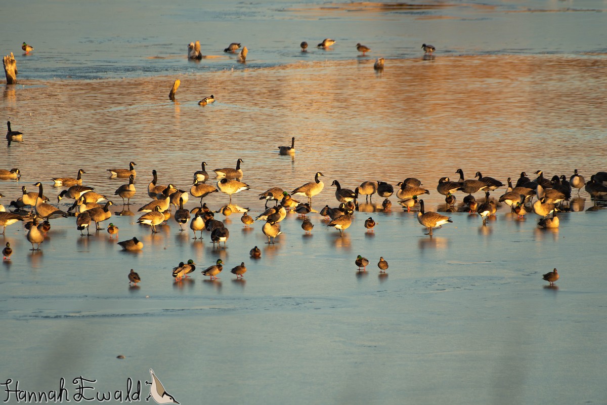 Canada Goose - ML646474831