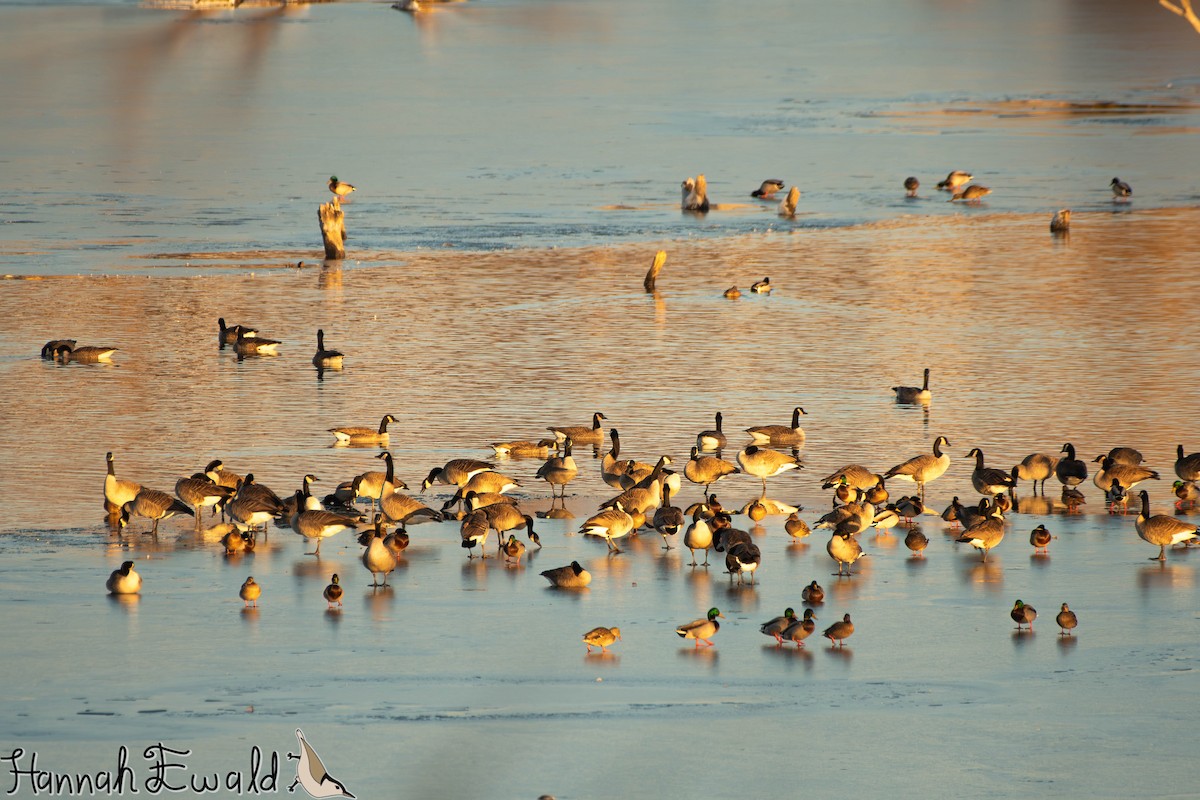 Canada Goose - ML646474832