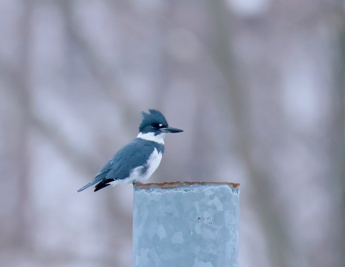 Belted Kingfisher - ML646474834