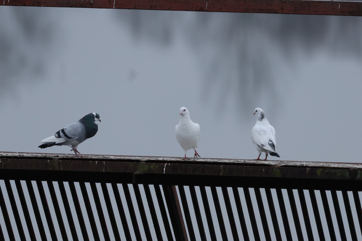 Rock Pigeon (Feral Pigeon) - ML646474835
