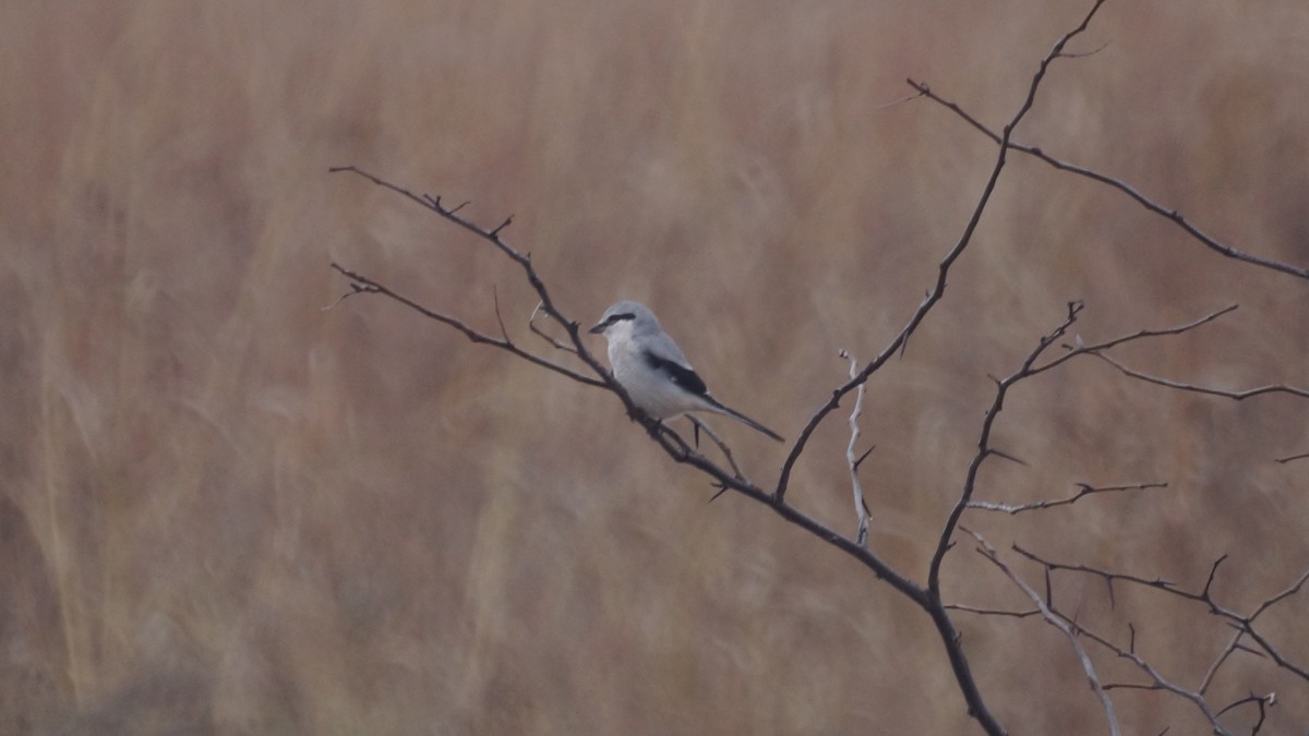 Taigaraubwürger - ML646474838