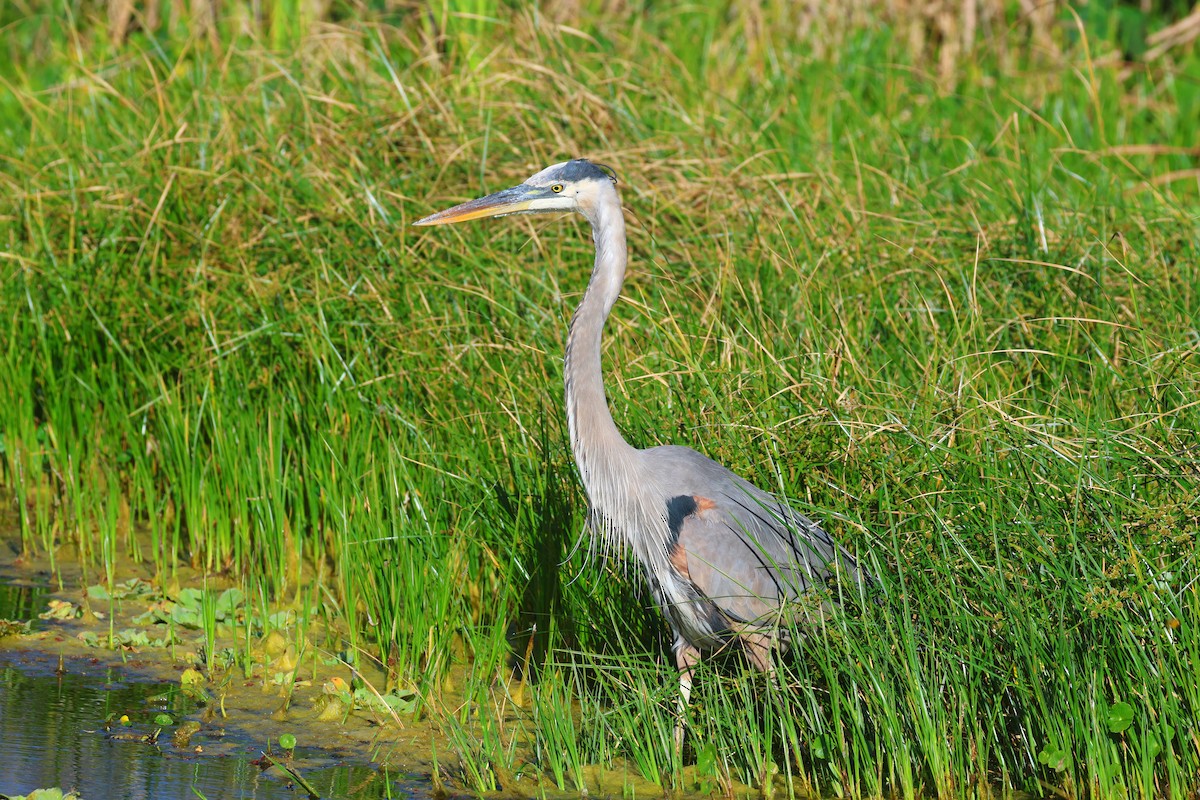 Great Blue Heron - ML646474841