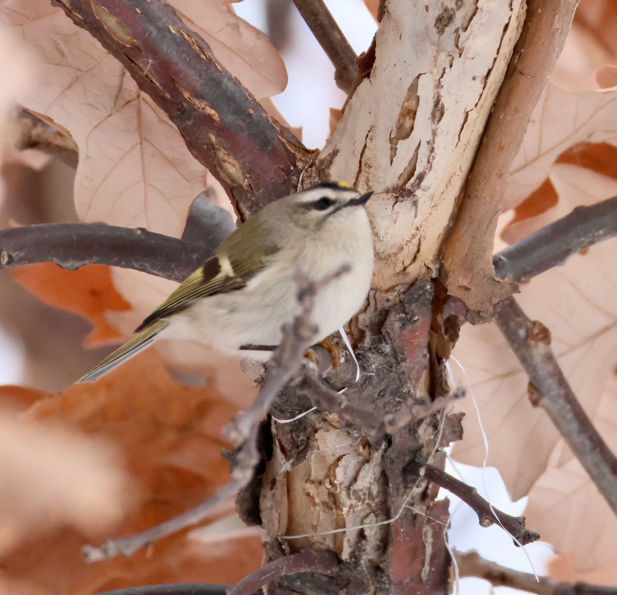 Golden-crowned Kinglet - ML646474842