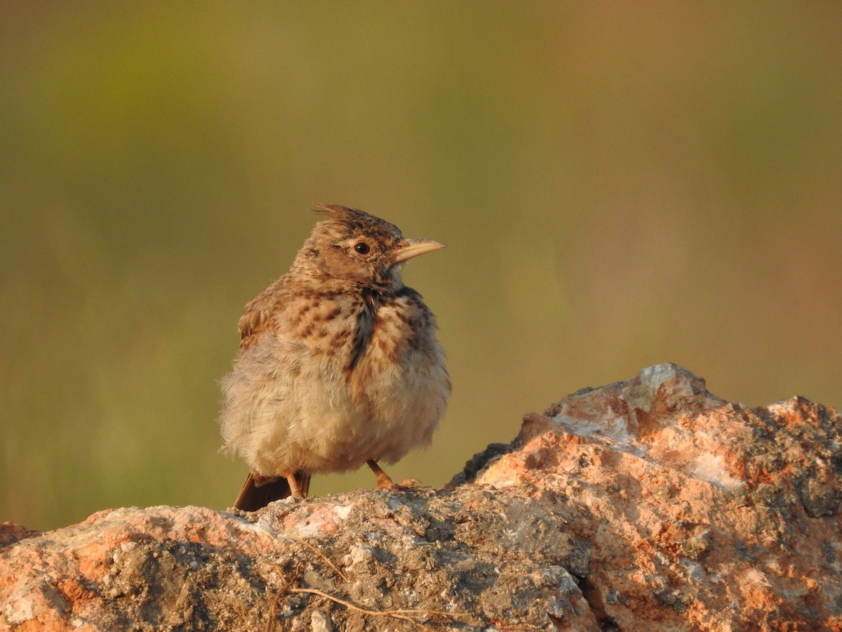 Crested Lark - ML646474846