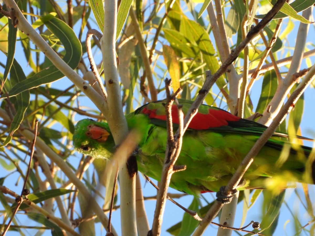 Red-winged Parrot - ML646474847