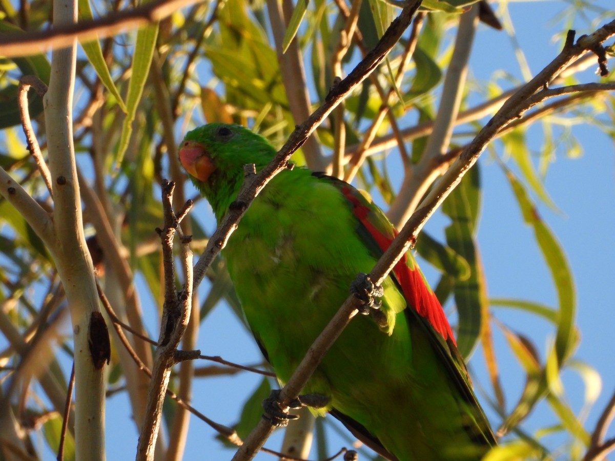Red-winged Parrot - ML646474848