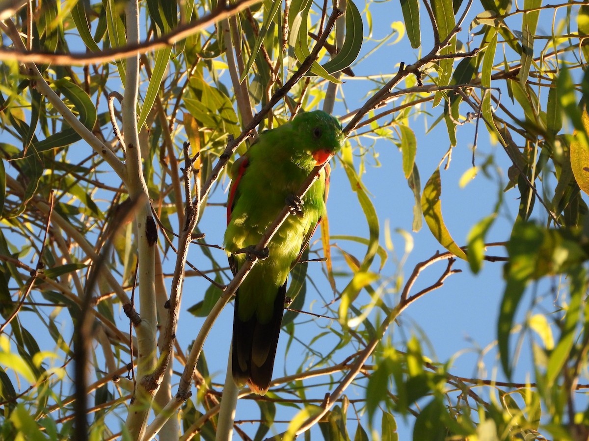 Red-winged Parrot - ML646474849