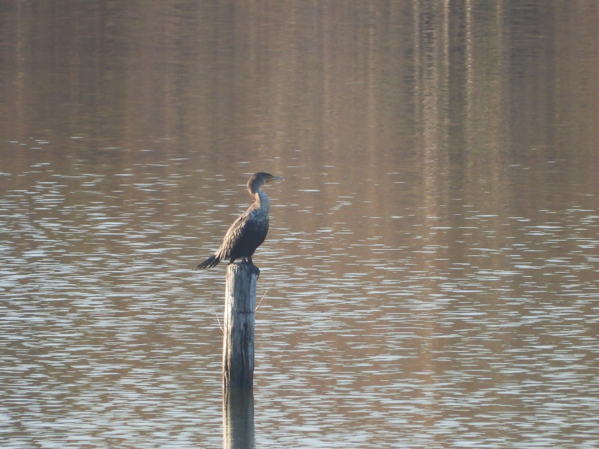 Double-crested Cormorant - ML646474850