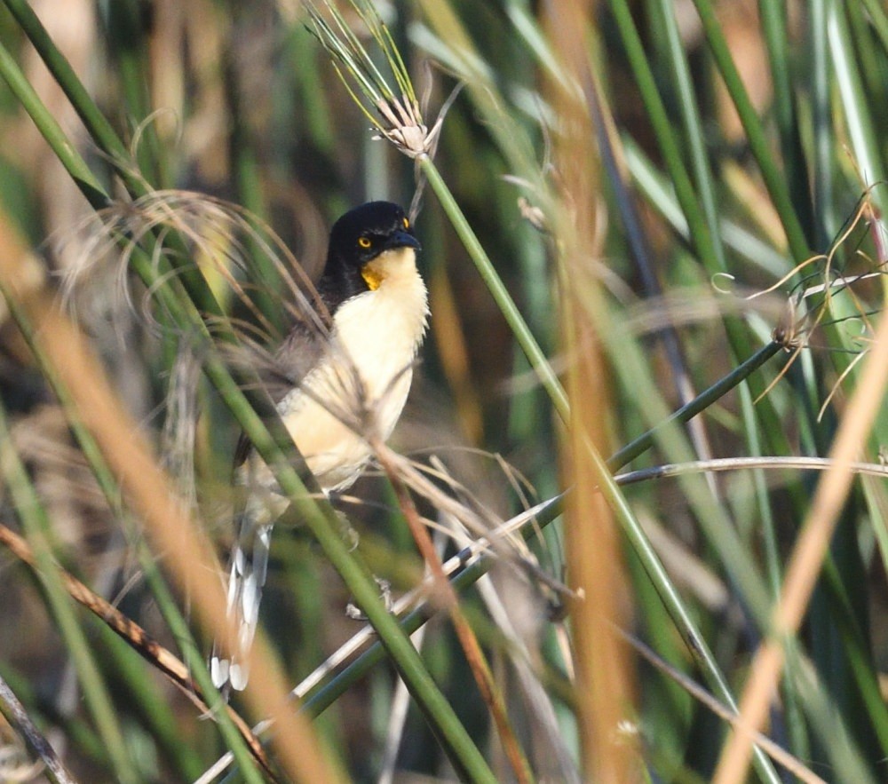 Black-capped Donacobius - ML646474851
