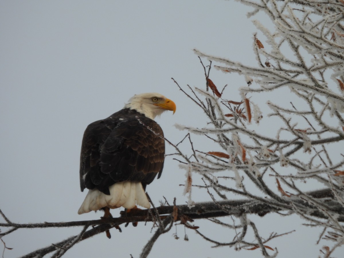 Орлан білоголовий - ML646474852
