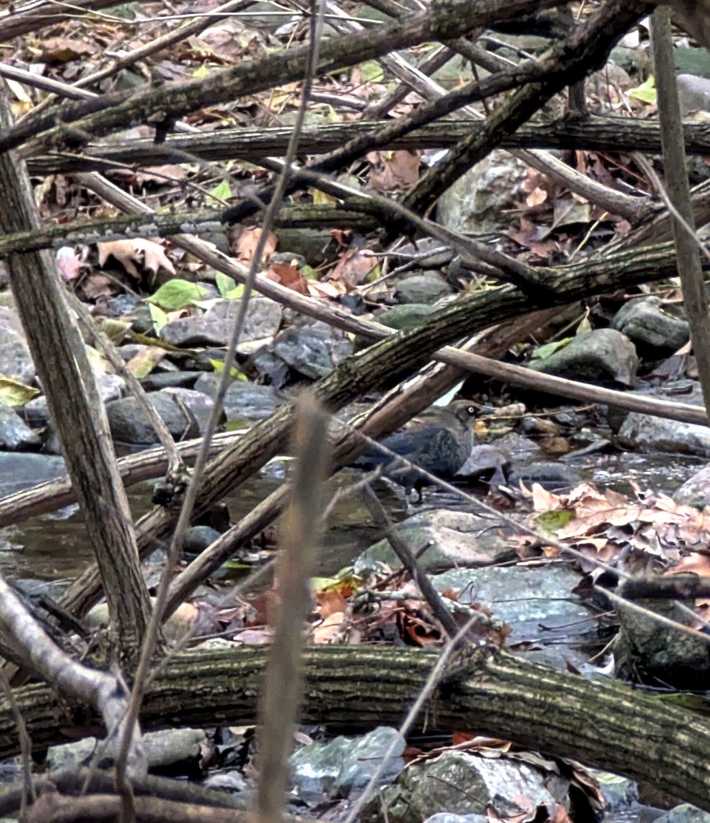 Rusty Blackbird - ML646474853