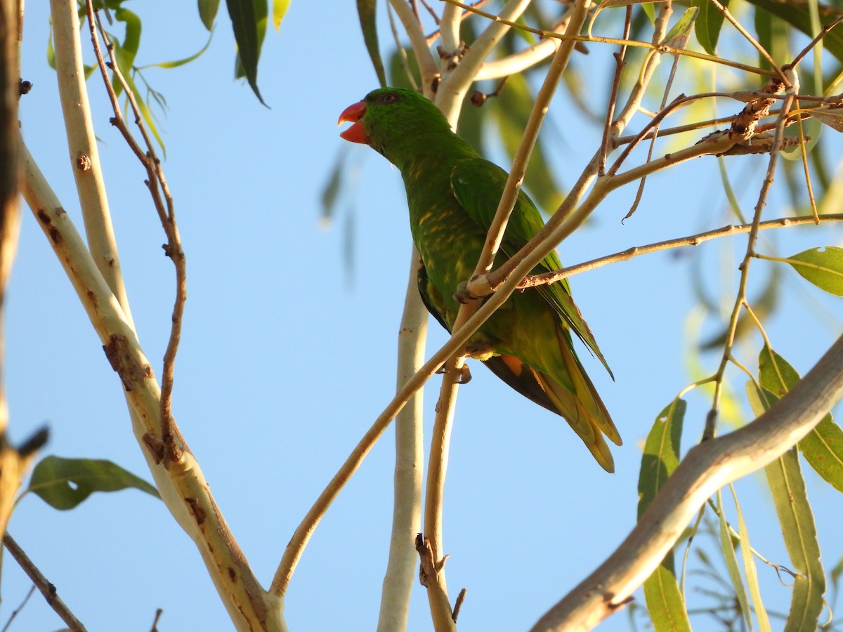 Scaly-breasted Lorikeet - ML646474854