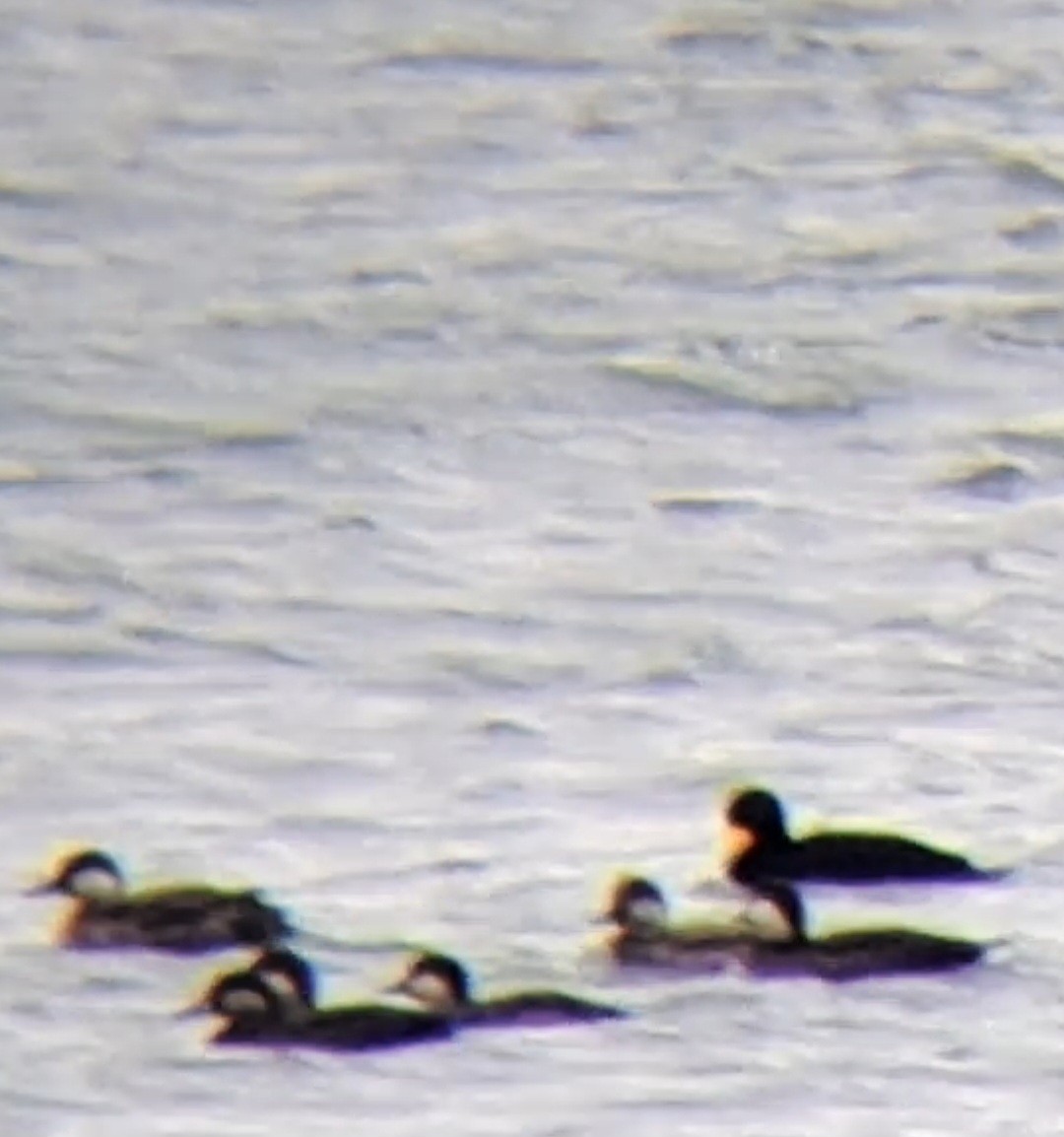 Американская синьга - ML646474855