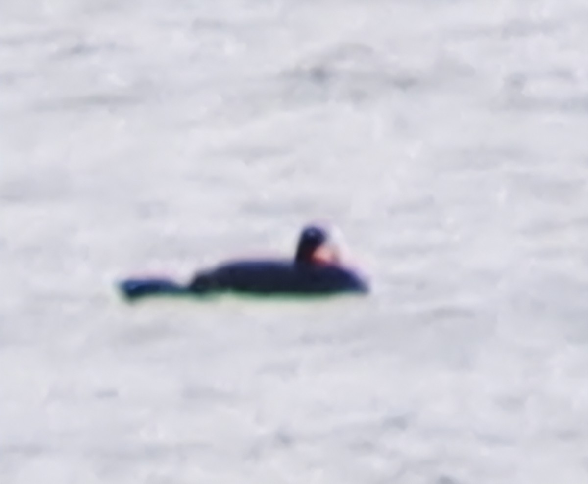 turpan pestrozobý - ML646474857