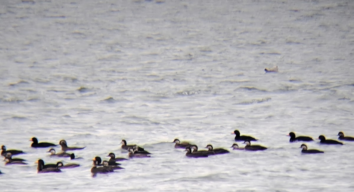 Американская синьга - ML646474858