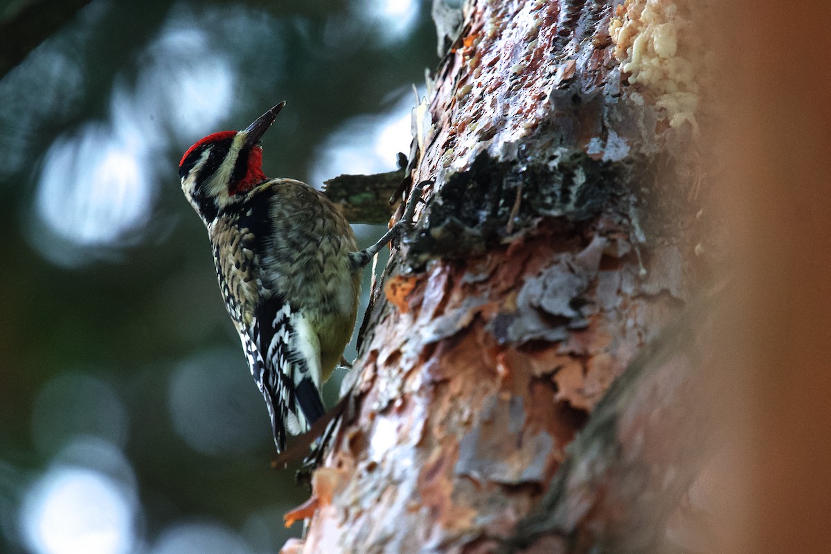 シルスイキツツキ - ML646474860