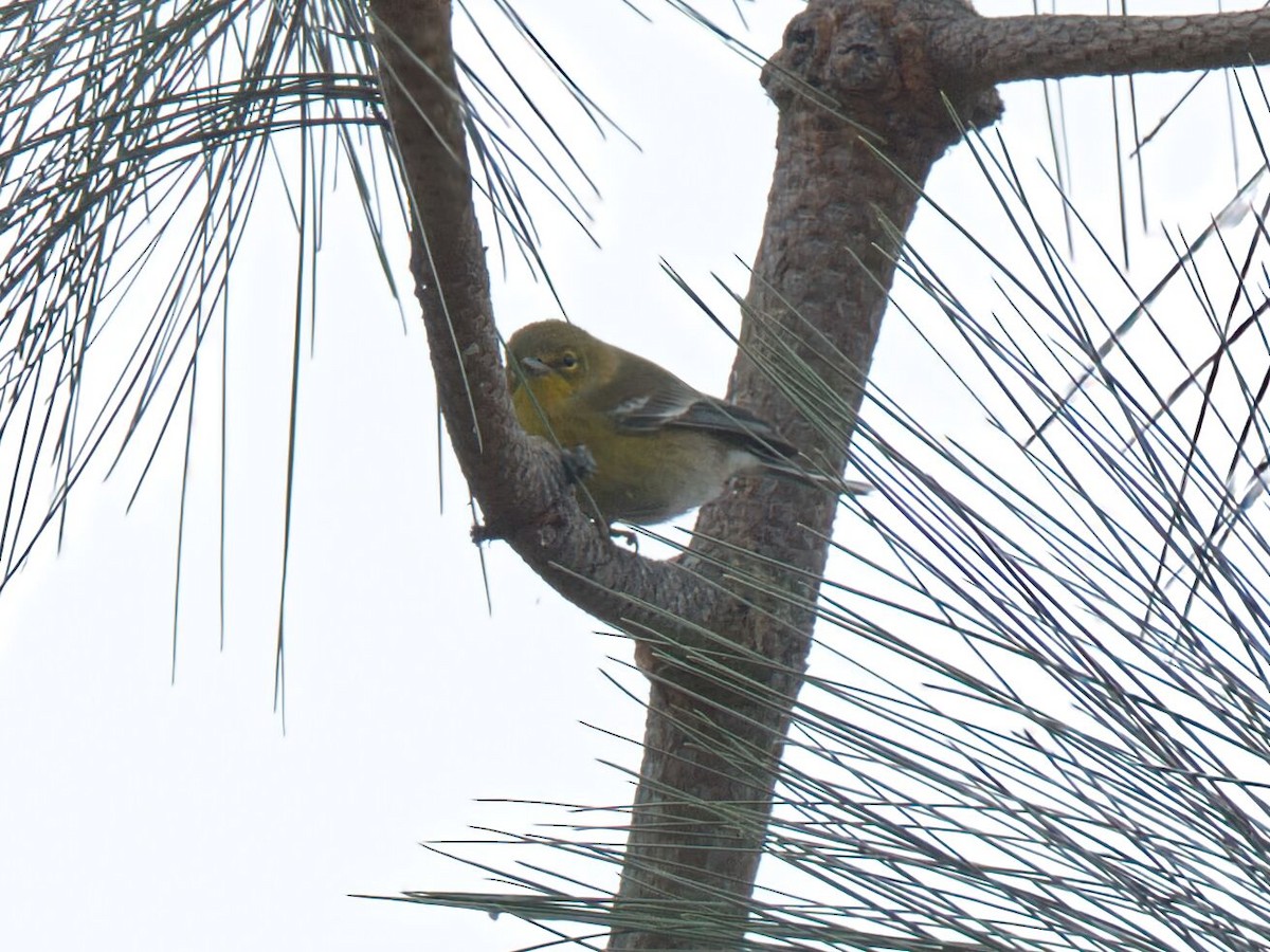 lesňáček borovicový - ML646474863