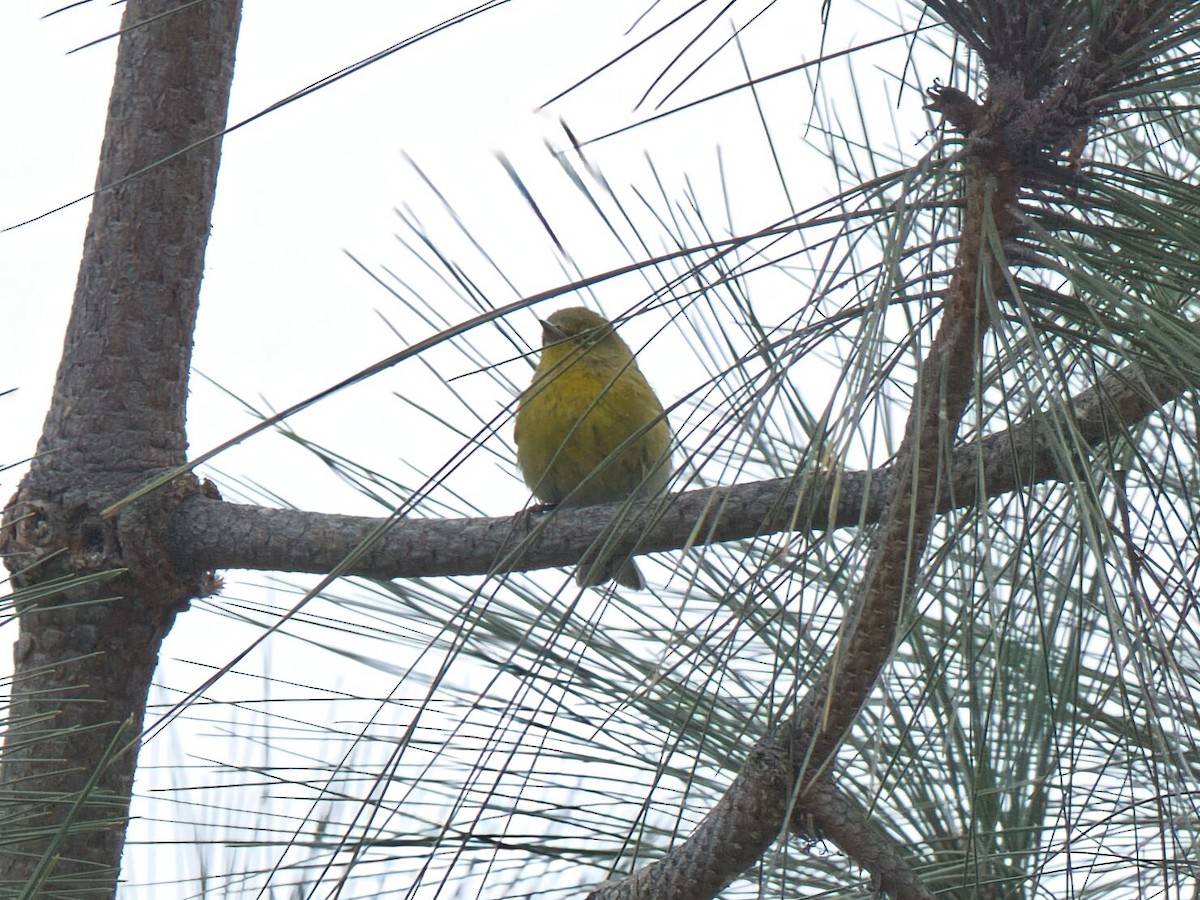 lesňáček borovicový - ML646474864