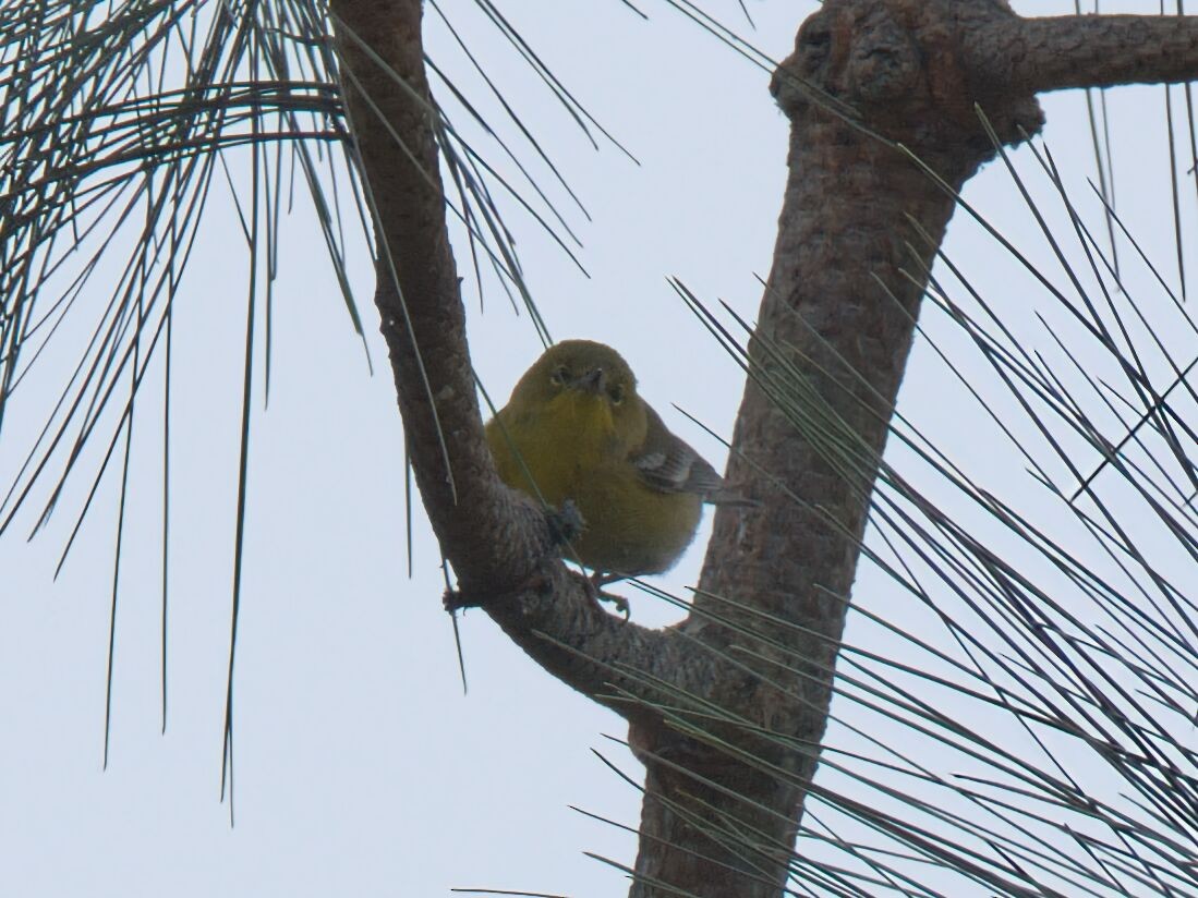 lesňáček borovicový - ML646474865