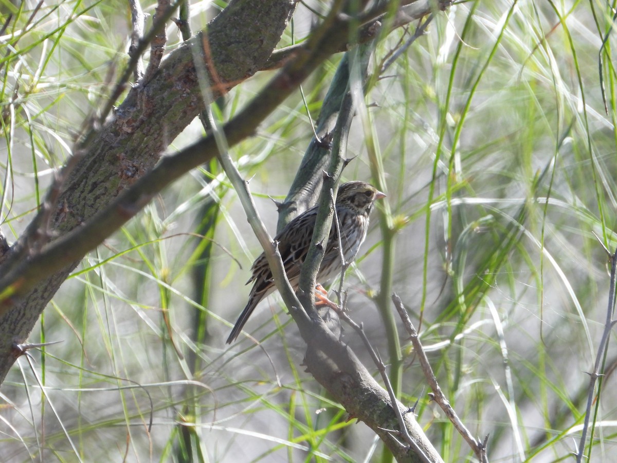 Chingolo Sabanero - ML646474866