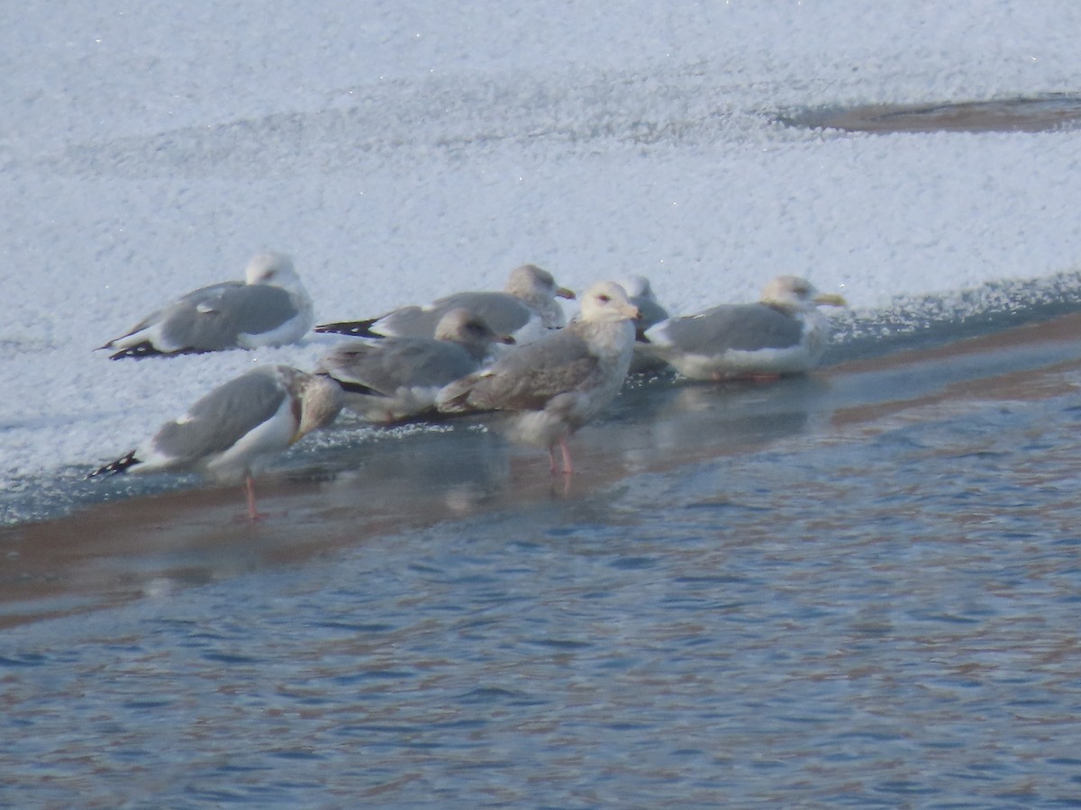 Möwe, unbestimmt - ML646474868