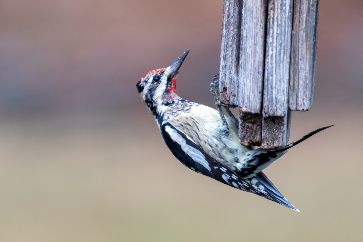 kanadasevjespett - ML646474869