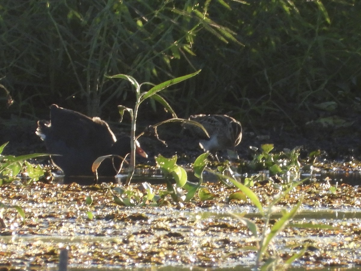 Latham's Snipe - ML646474875