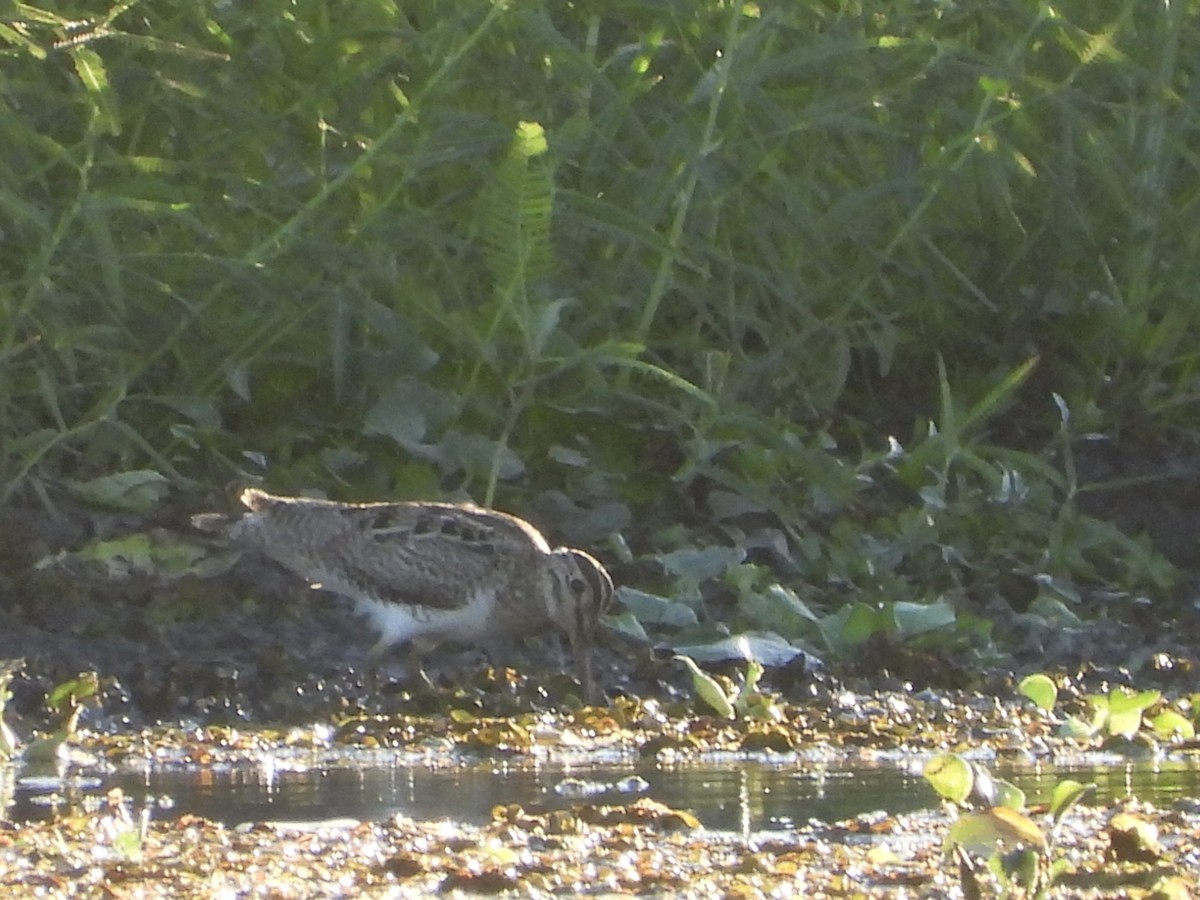 Latham's Snipe - ML646474876