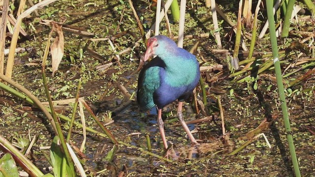 slípka šedohlavá - ML646474877