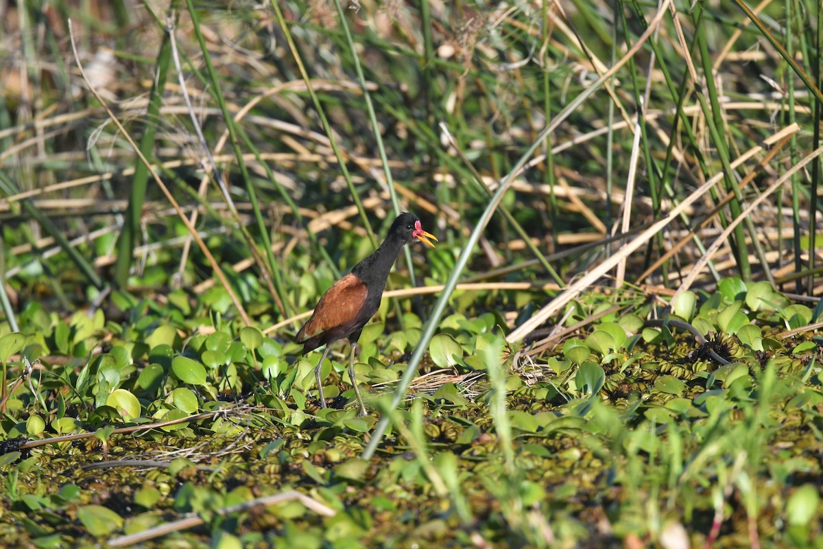 Wattled Jacana - ML646474882