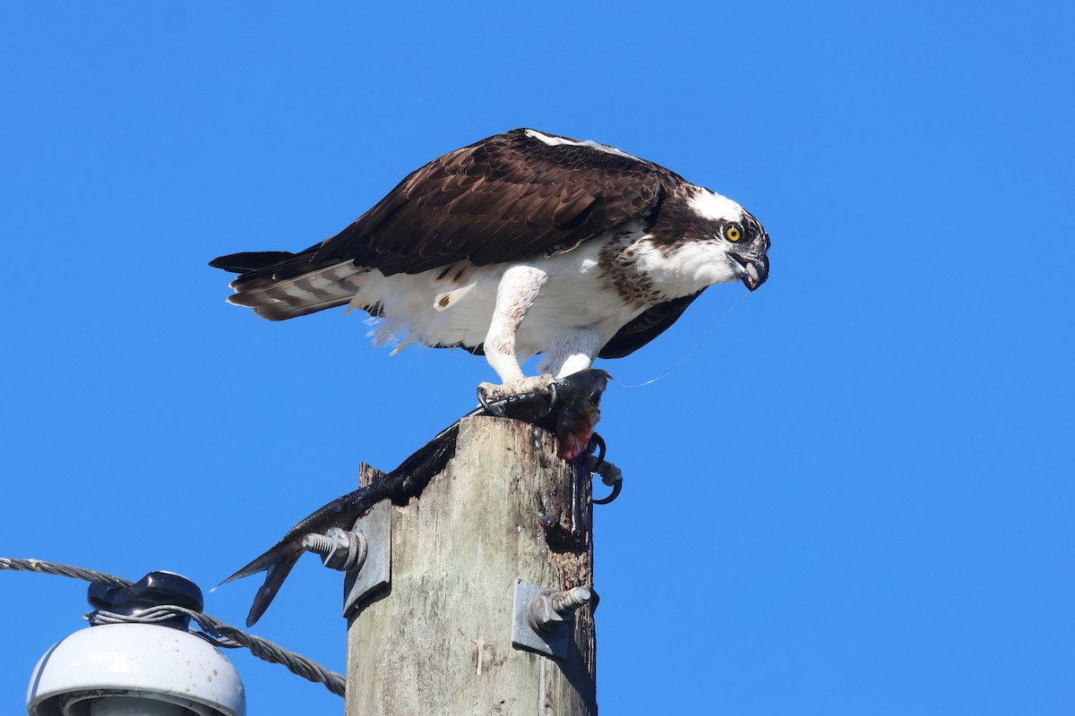 Osprey - ML646474884
