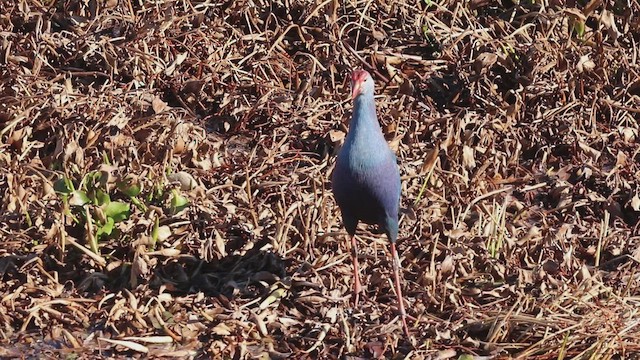 slípka šedohlavá - ML646474885