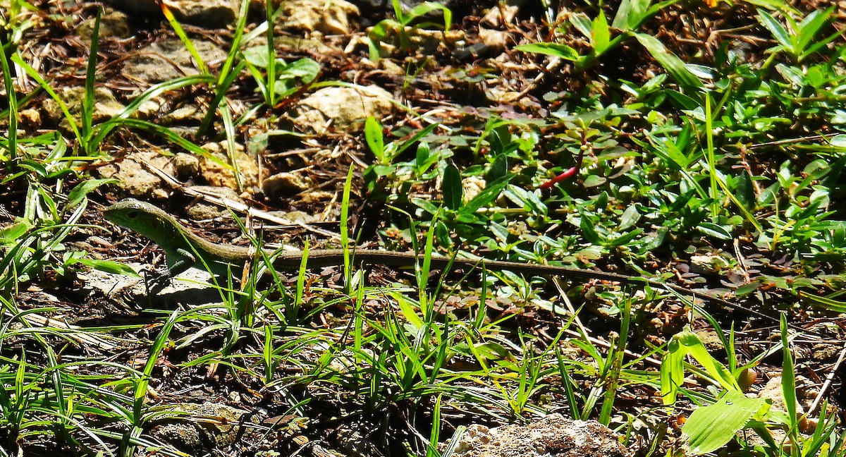 Animals - ML646474886